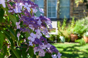 Peaceholme - New Garden